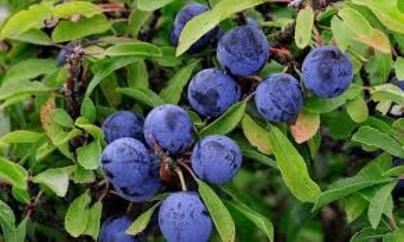 Sloe Berry