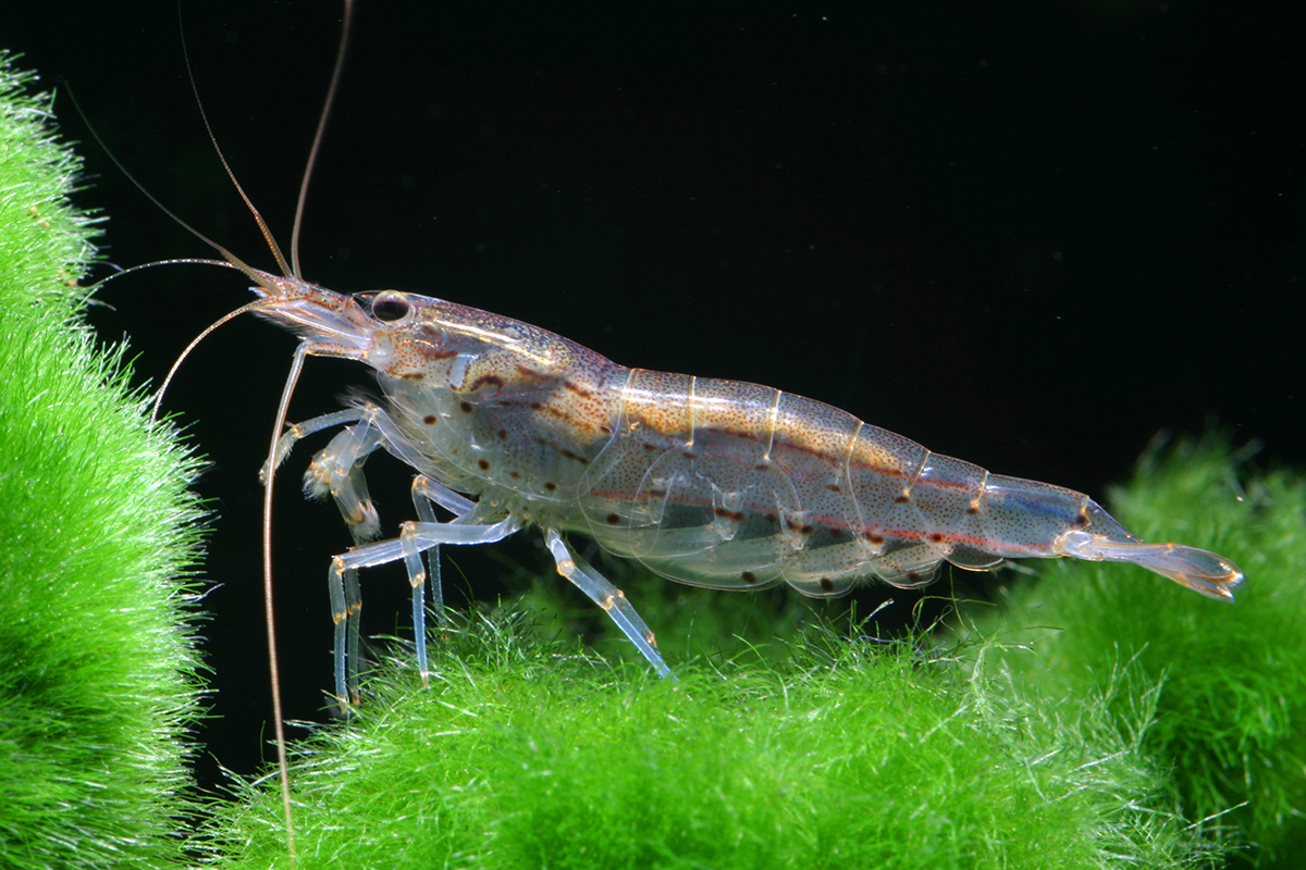 Caridina Japonica Amano Shrimp