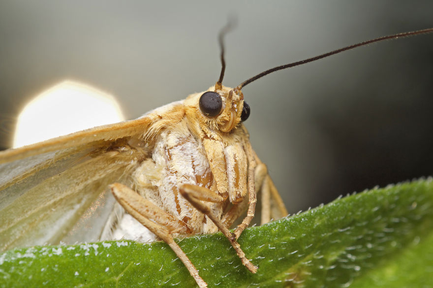 Lucipara